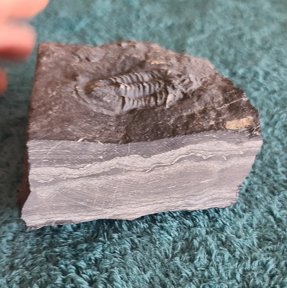 Trillobite Fossil Stone - Picture 3 of 10